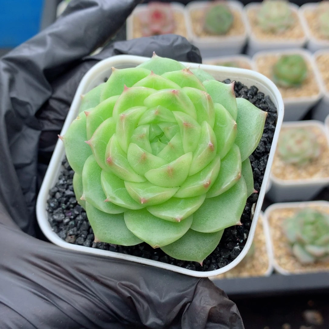 58包邮  群生不包整麦秆12