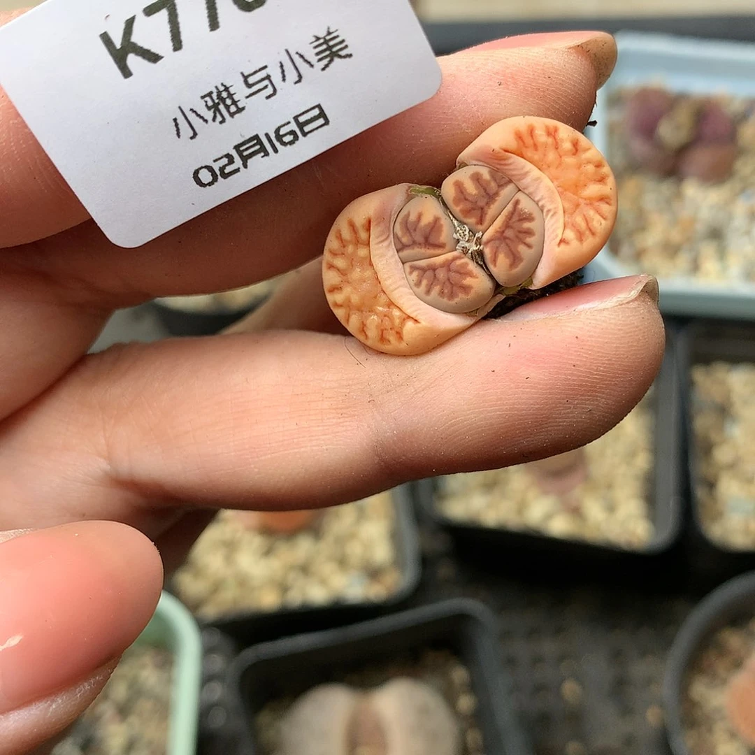 K778多肉植物保护研究所