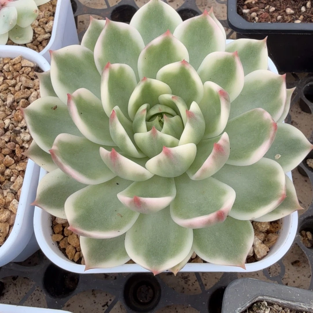 ?***祥一颗左上角一刻腹轮锦