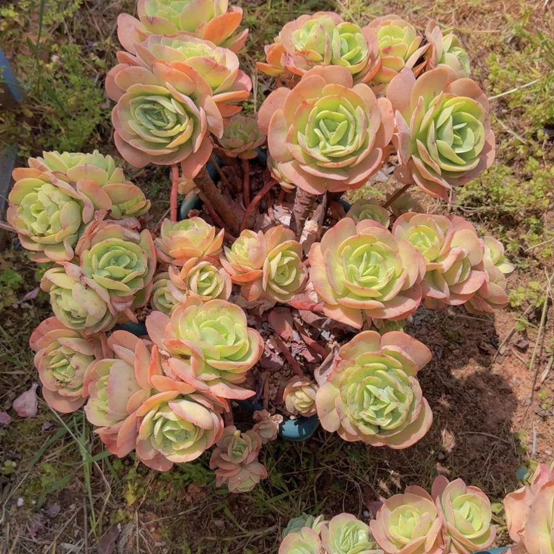 1号碧桃多肉植物