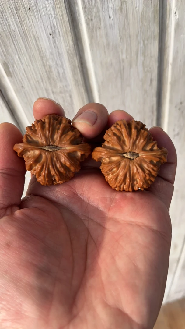 纯手盘三角白狮子（050），43+边42肚子，全品无修骨质嘎嘎好回血代卖