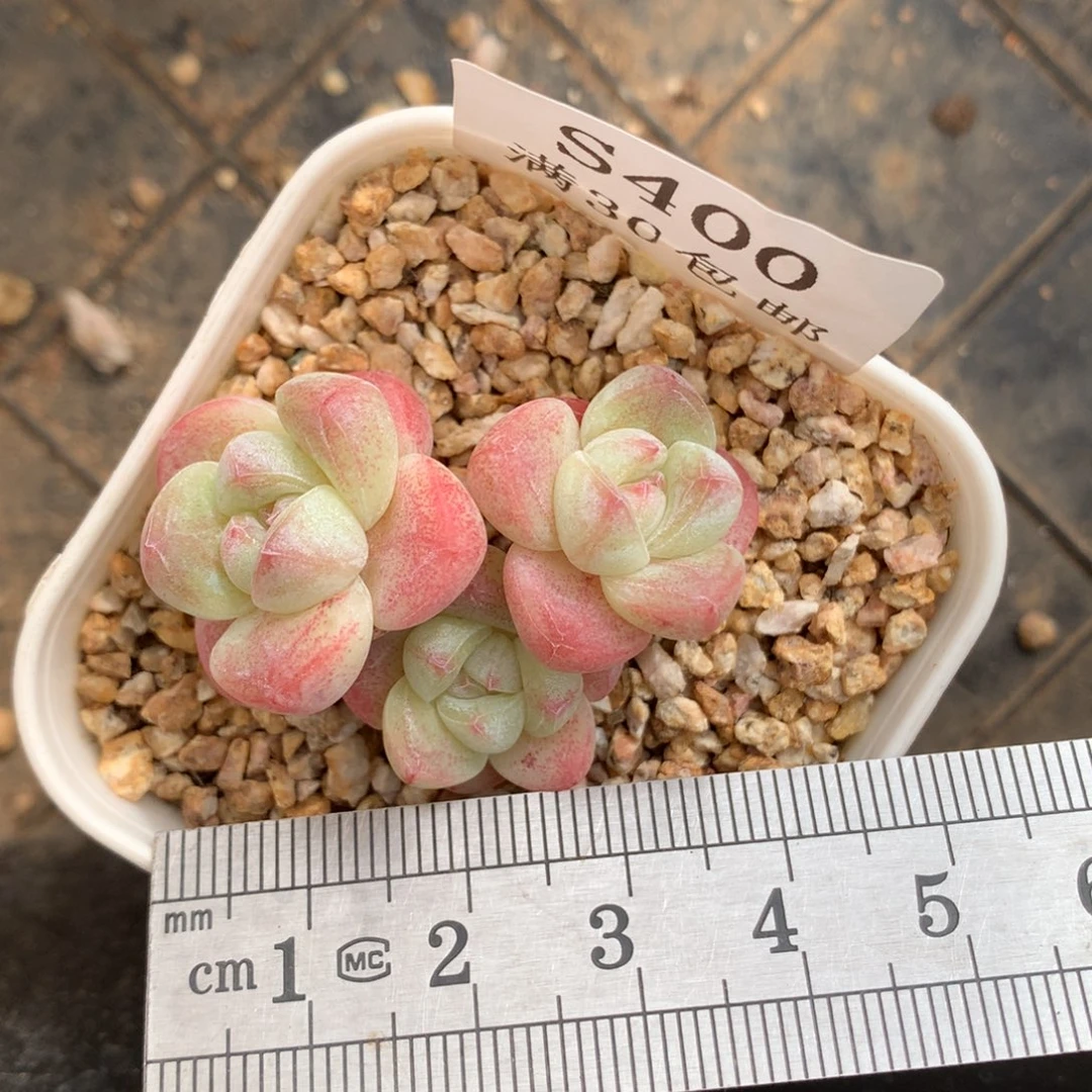 400。小脸鼻嘎三头心形冰玉。