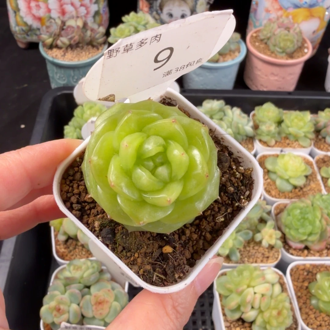 玻璃珍妮单头福利9号