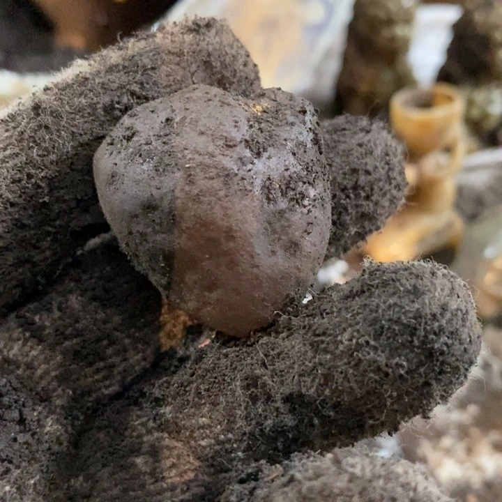 白玉菩提吊坠3557889