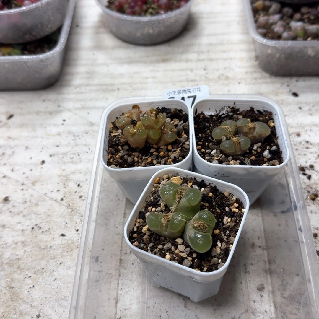 弑*殇C47。风铃3颗带盆