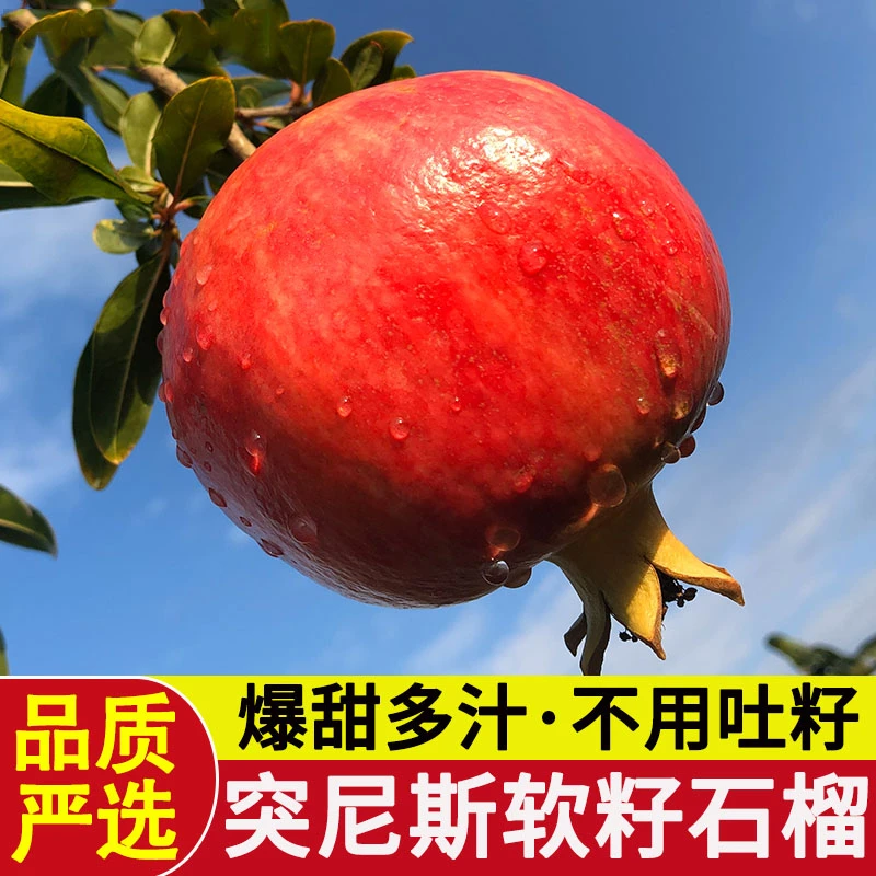 四川会理突尼斯软籽石榴 净重3斤/4.5斤/8斤 多仓发货D