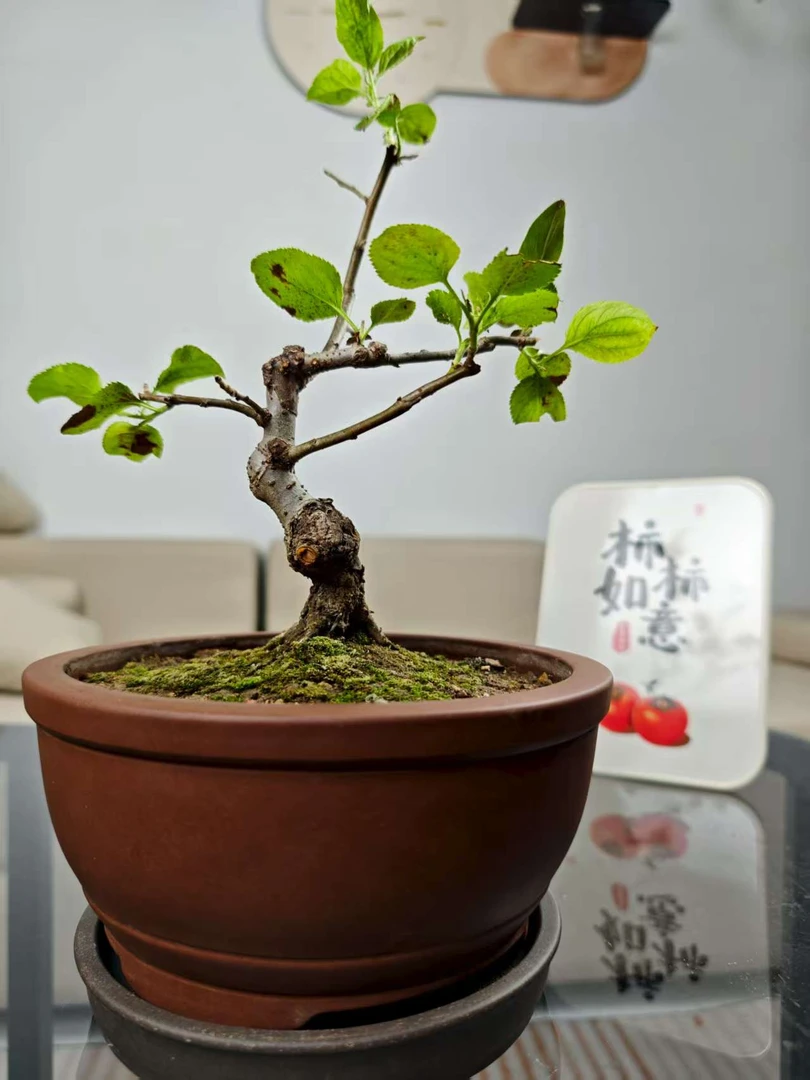 紫砂盆景苹果树适用于装饰室内高端大气