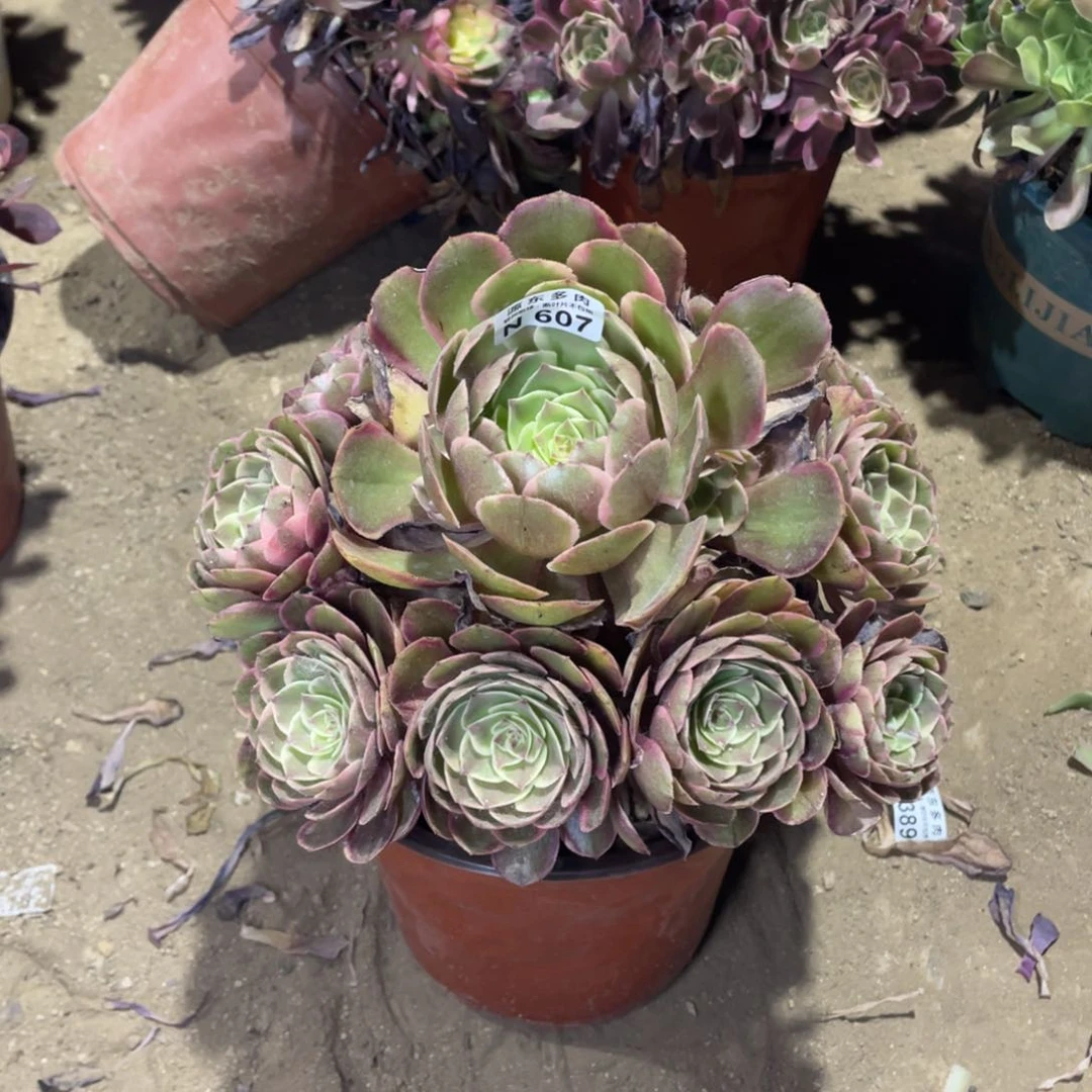 607粉花妖多肉法师断枝不包