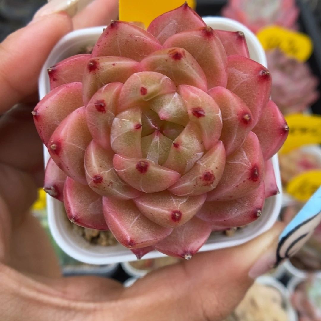 油透珍妮可拍372号。