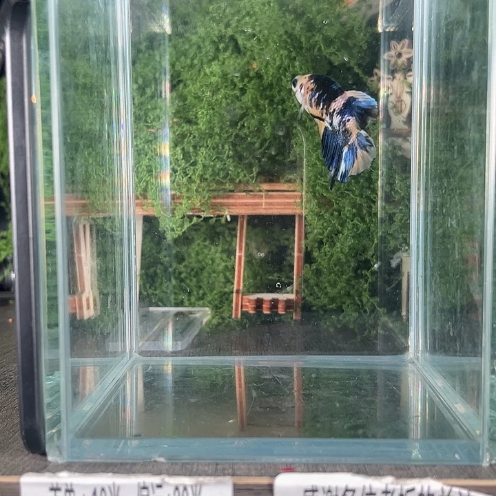 斗鱼活体不退不换谢谢