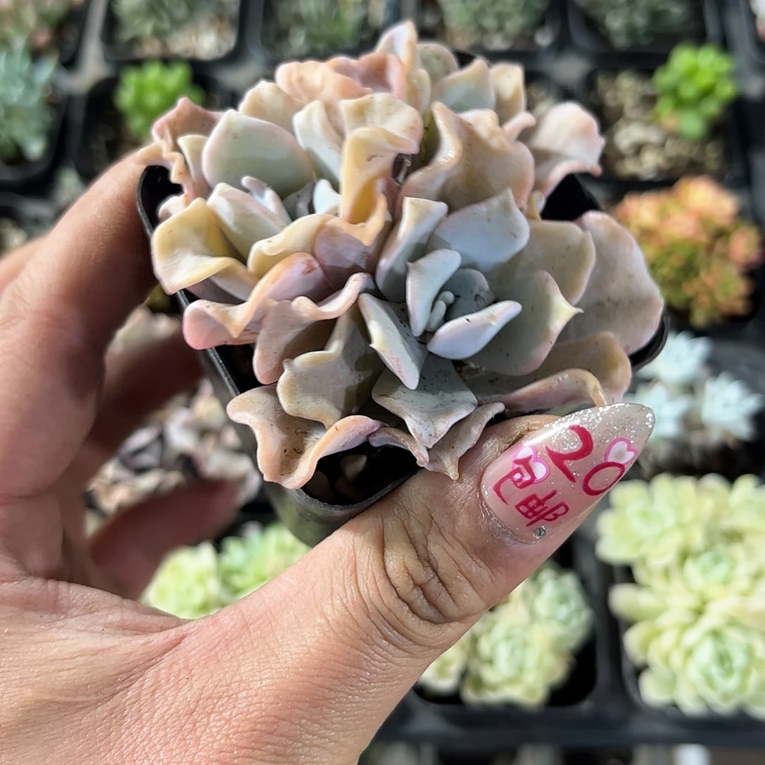 芭蕾舞三头发货有根发货