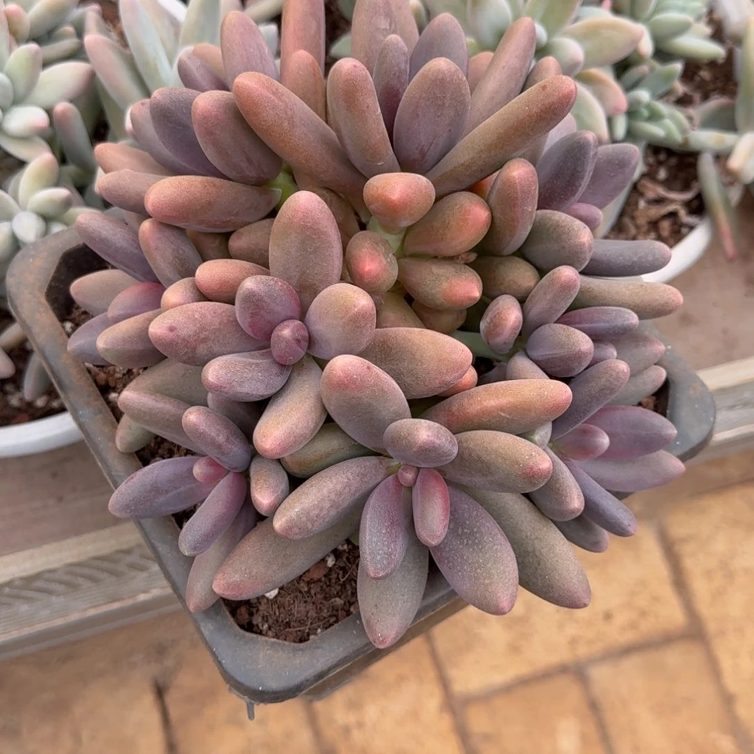 糖果美人多肉植物