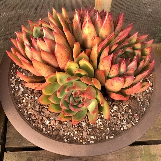 每日特价活动开始啦