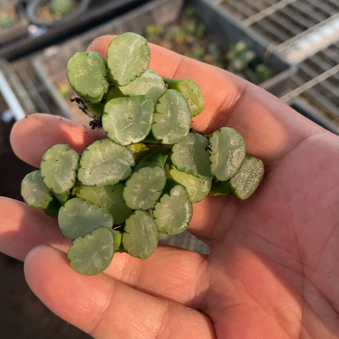 2313 一颗大蜃气楼万象 挑最大的发货 主播力荐