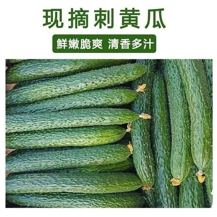 河南青皮绿瓤现摘黄瓜