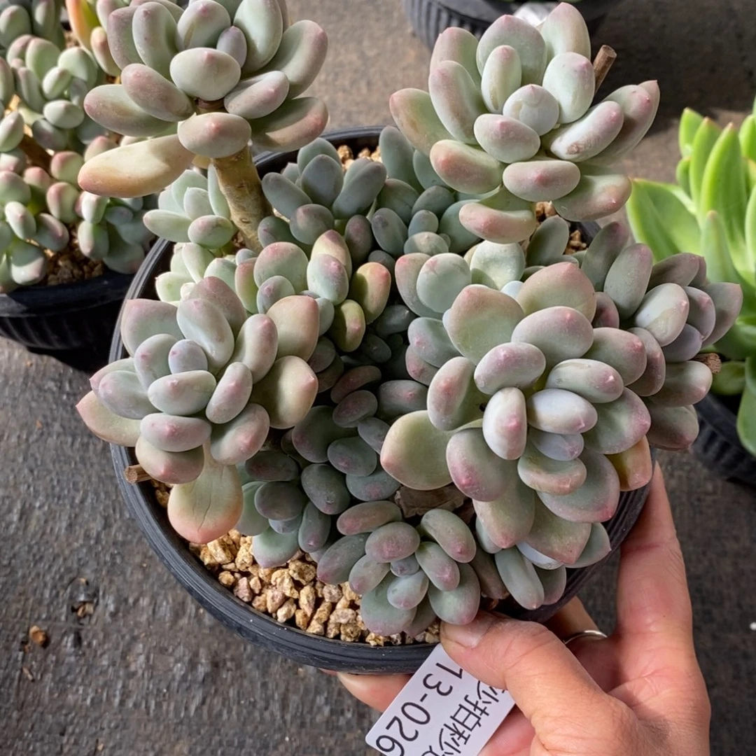 原****吖两单包邮1113-26玲珑美人