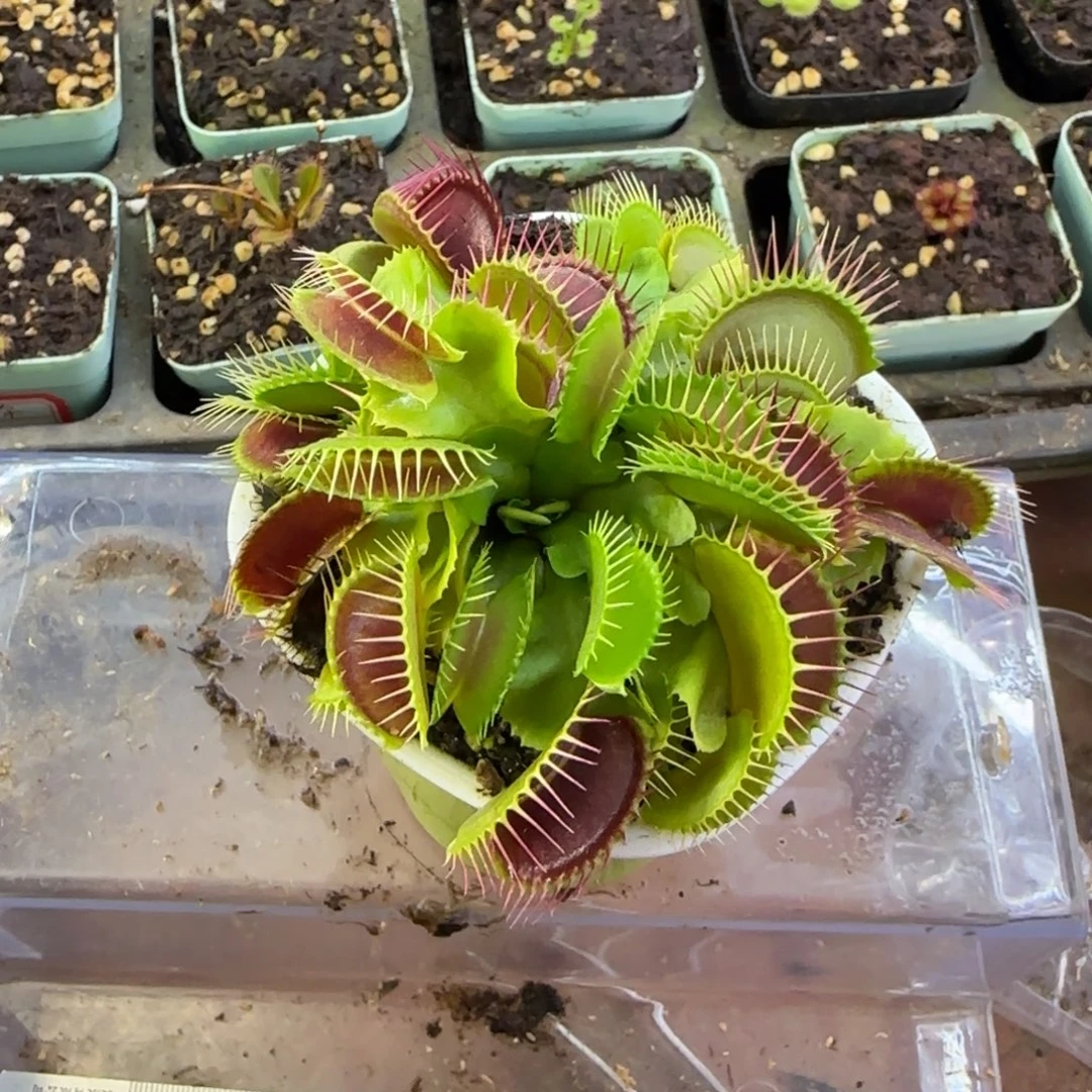 完全开放大嘴捕蝇草