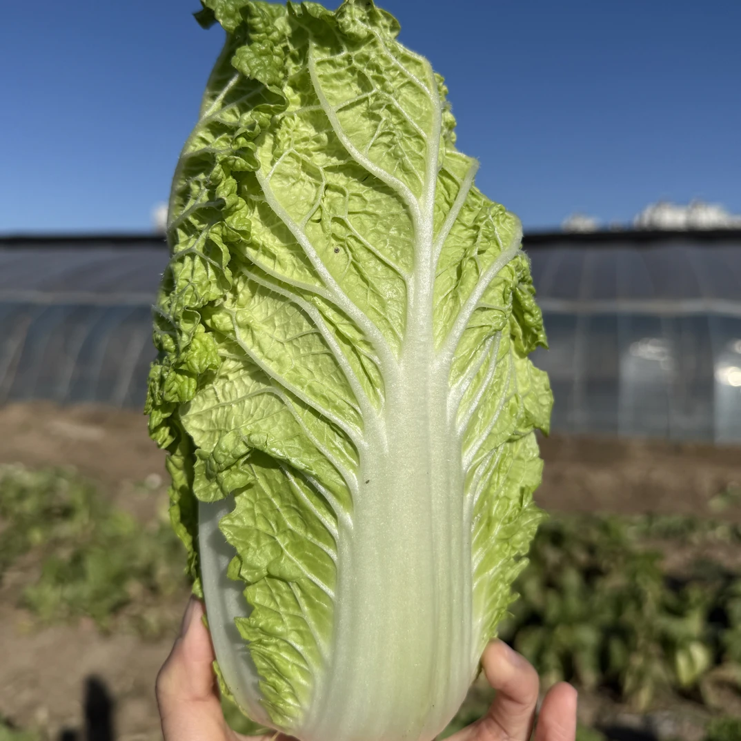 新鲜冬储娃娃菜娃娃菜