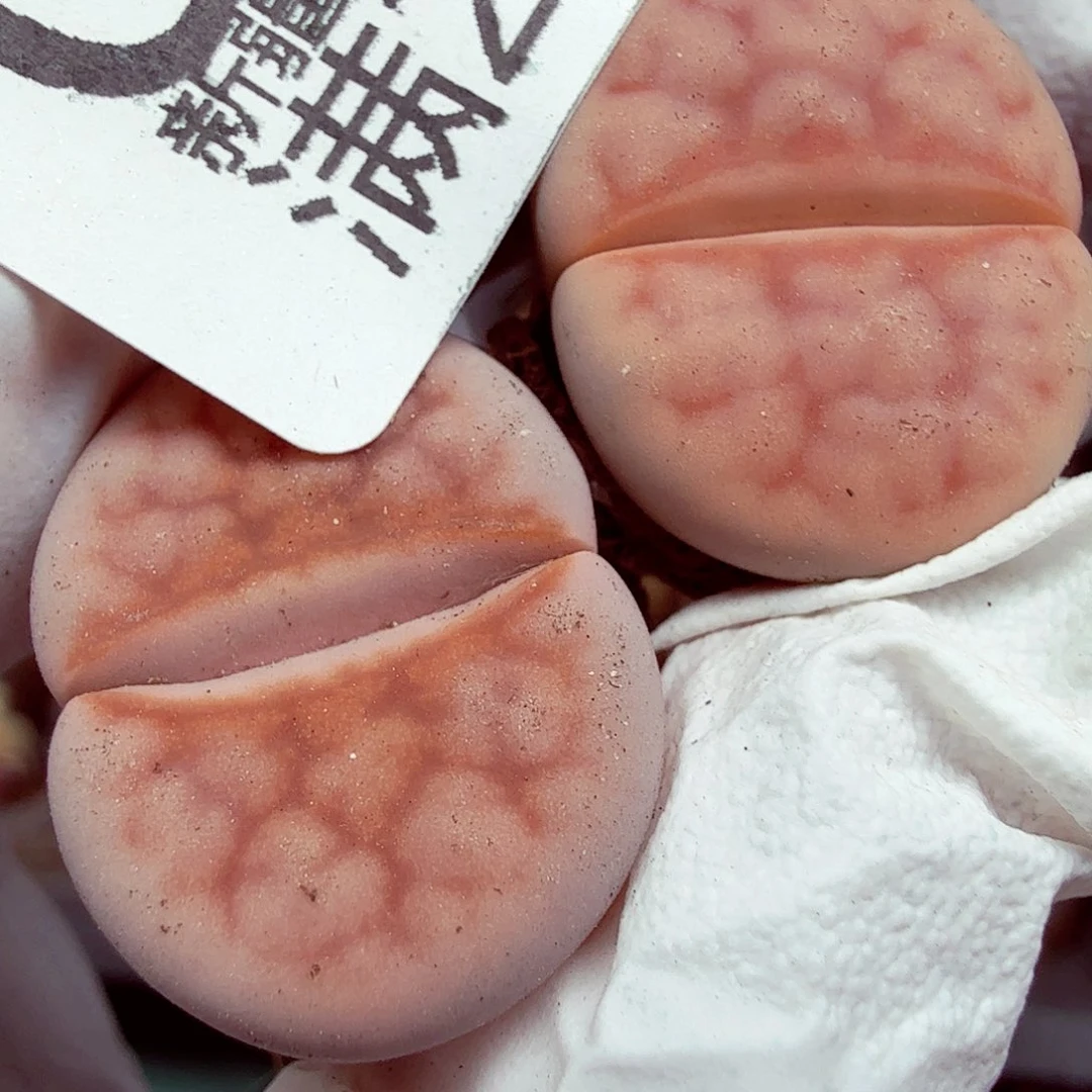 这个小朋友是一颗善良勇敢094