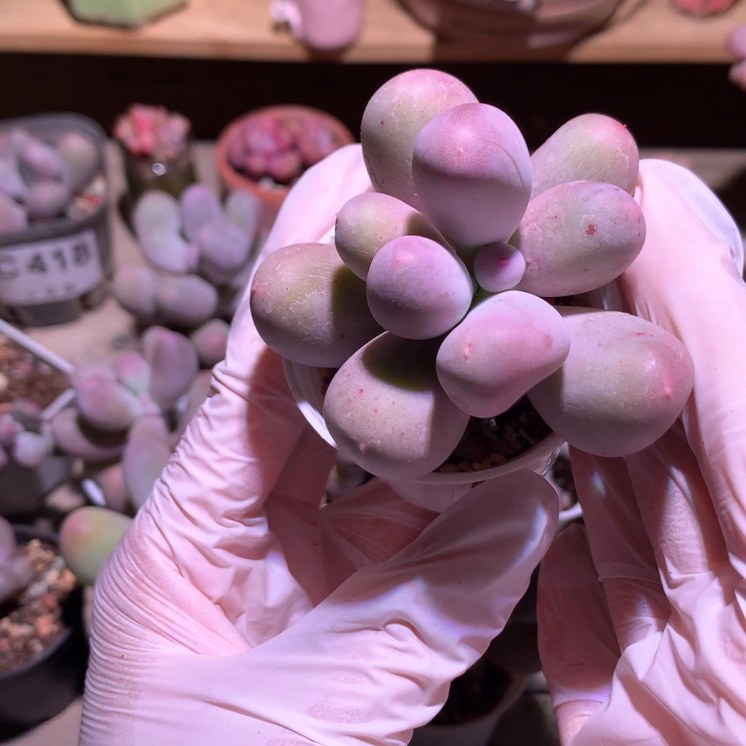 421 米可奶酪多肉