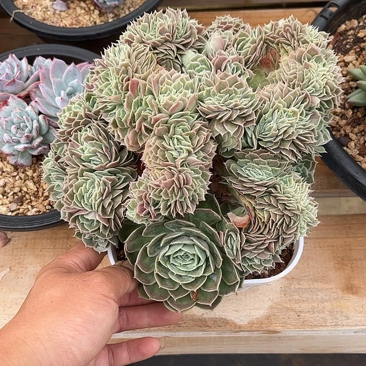 寄养多肉植物一物