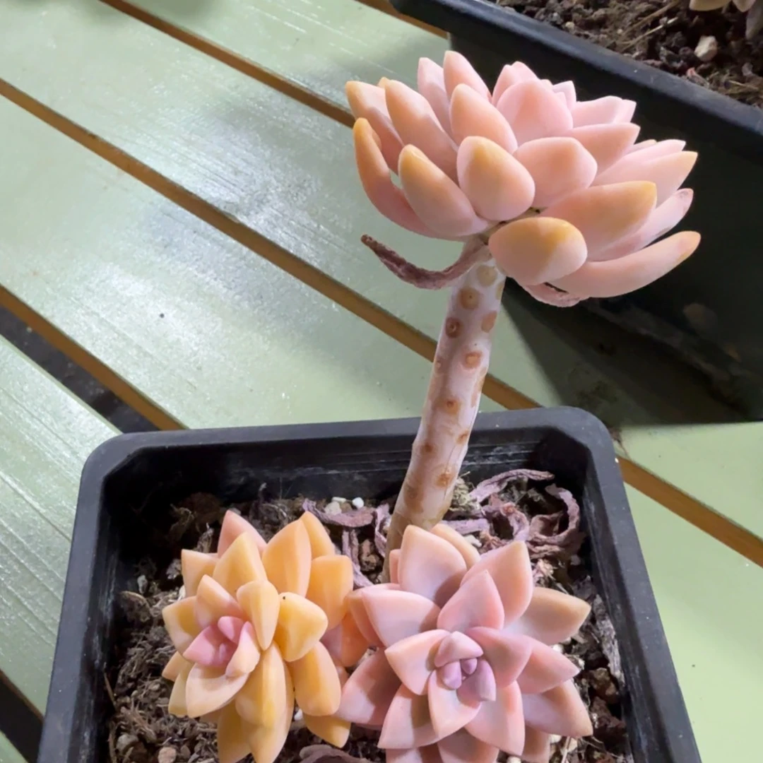 淡雪锦老庄，锦上园艺量拍