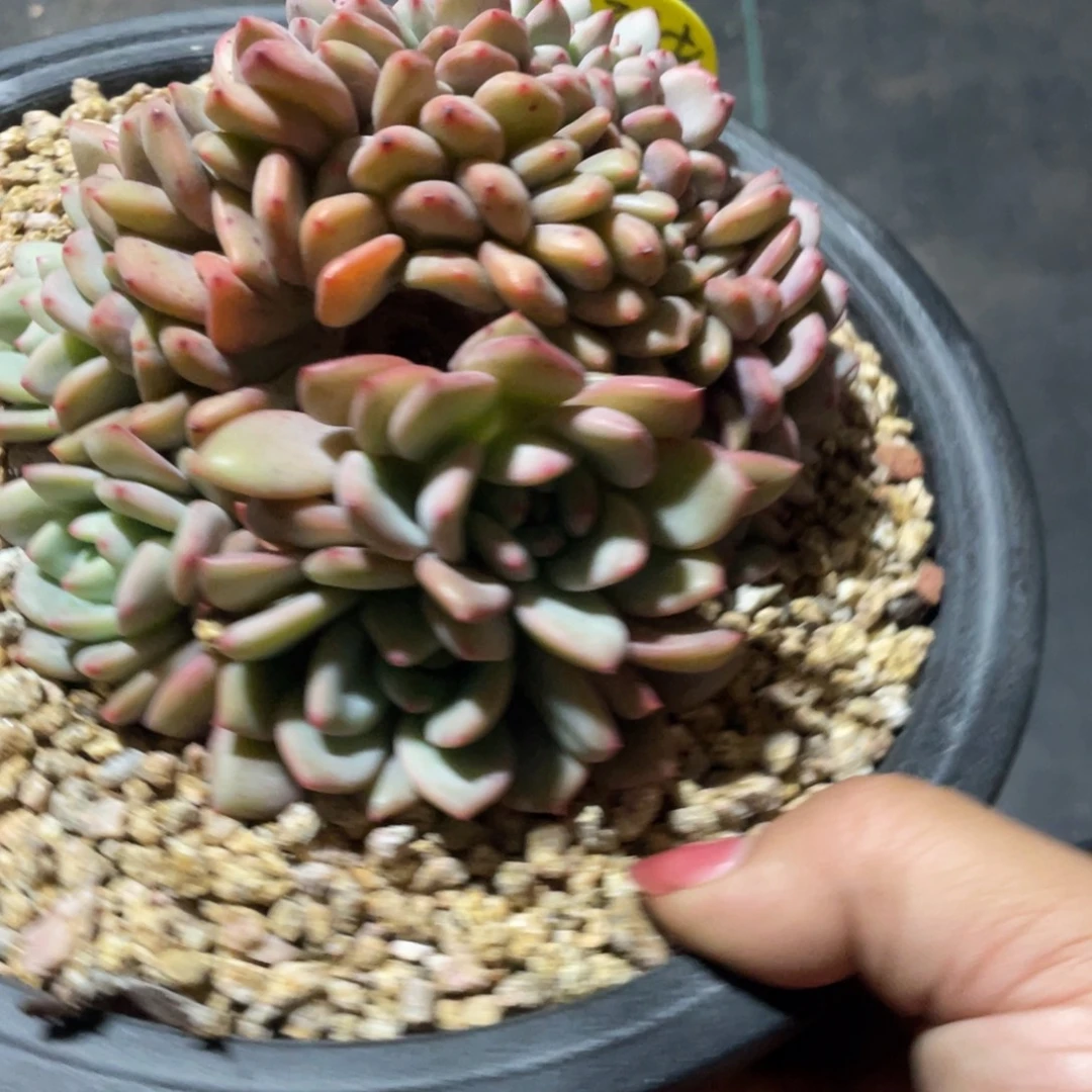 活***老爱丽儿缀化小树无砍无摘