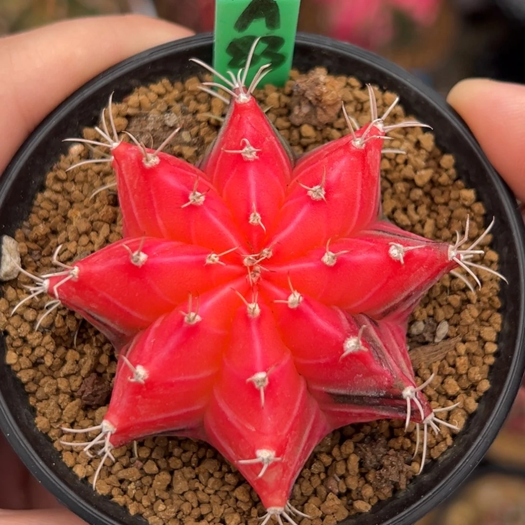 泰系实生糖果米哈锦A83