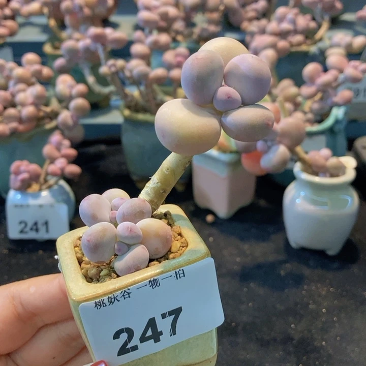 247蛋黄奶酪带盆土发货