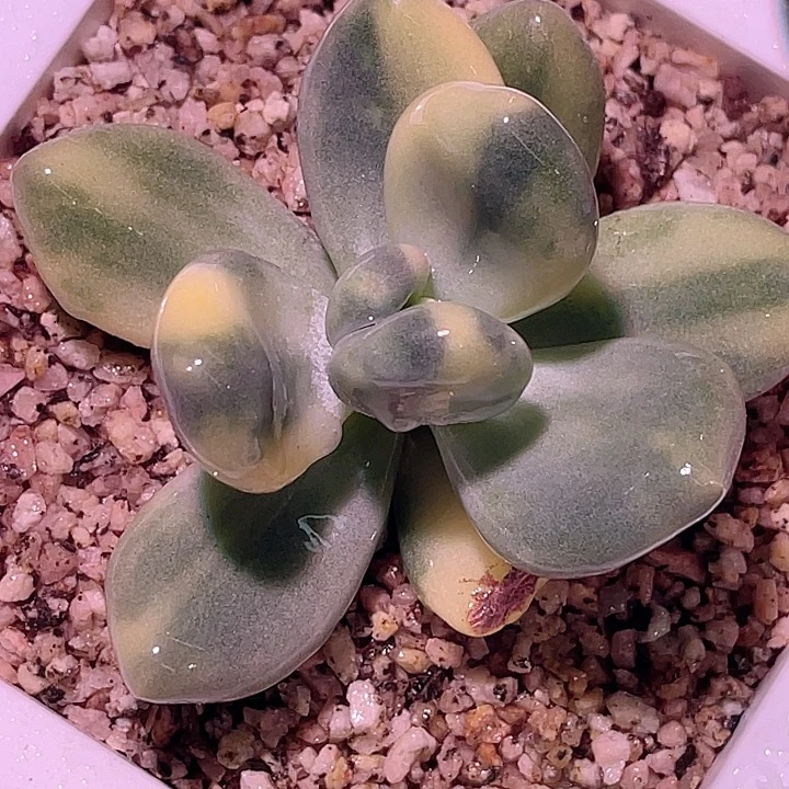 尚品园艺黄金鸡蛋大叶奶酪锦