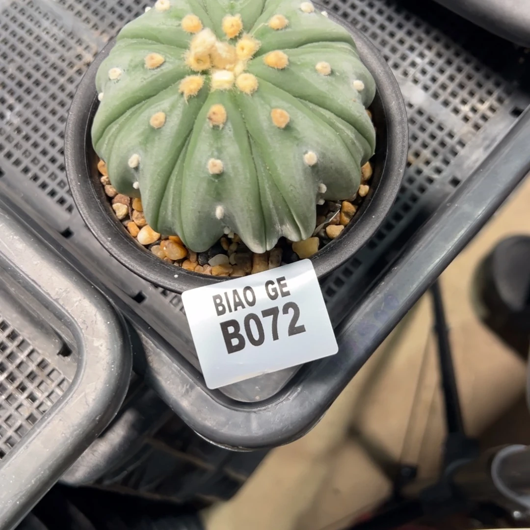 浪***石B072号兜9.24号仙人球