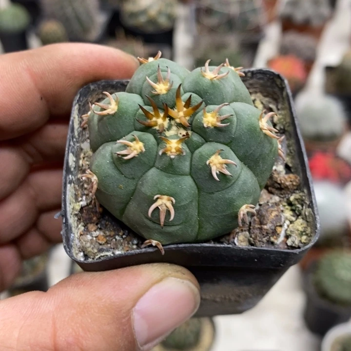 实生猫爪特价福利包邮2