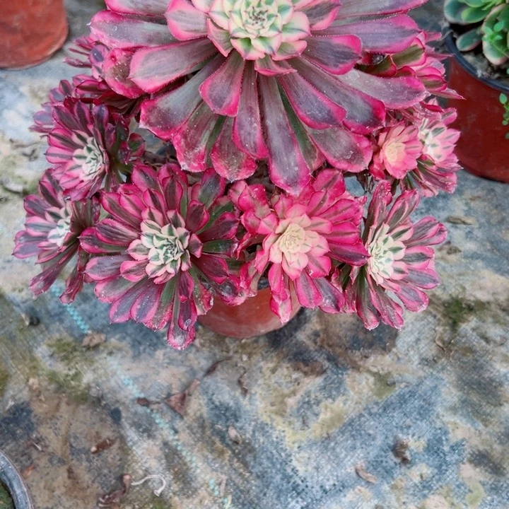 674铜鼓锦多肉植物的