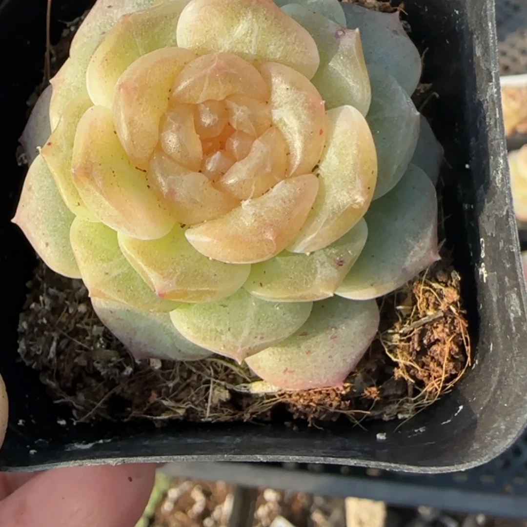 多肉小卡拉米糖心一物一拍