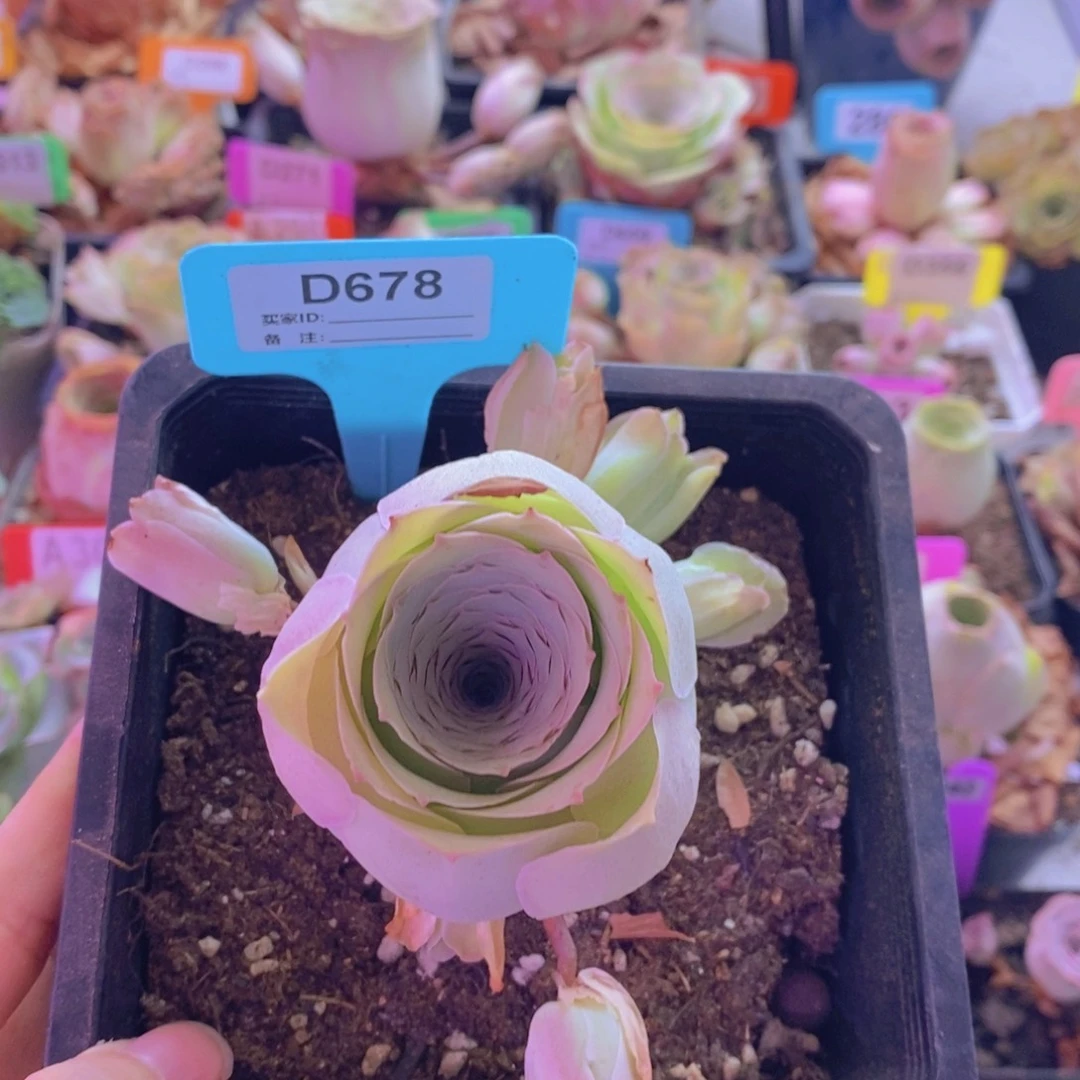 山地玫瑰一物一拍清秋678