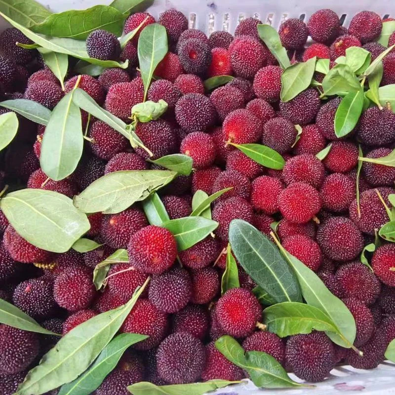 【顺丰包邮】贵州小杨梅新鲜当季水果现摘适合泡酒杨梅酒孕妇吃应季