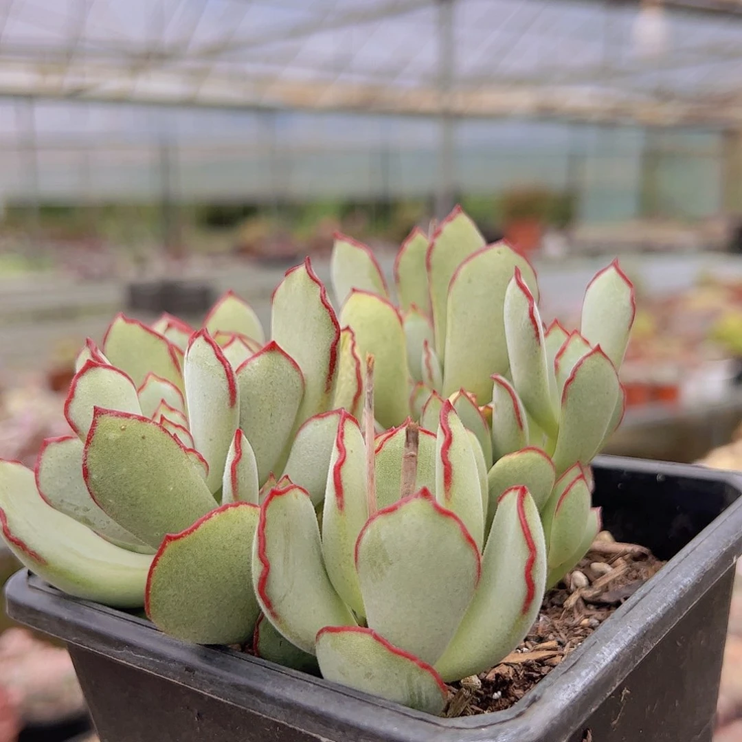 卷叶白玫精品 多肉植物