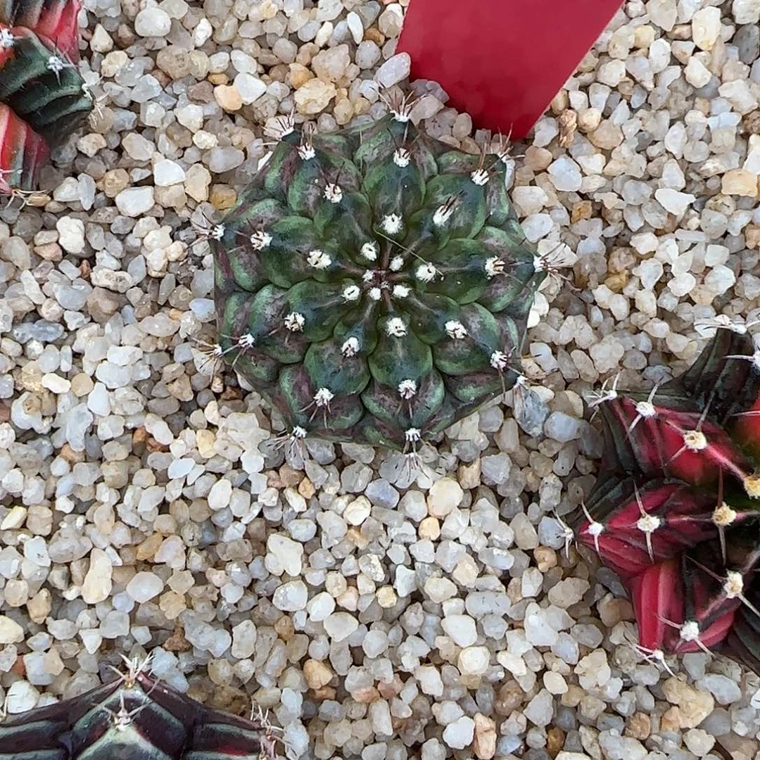 L570-1225泰国发货