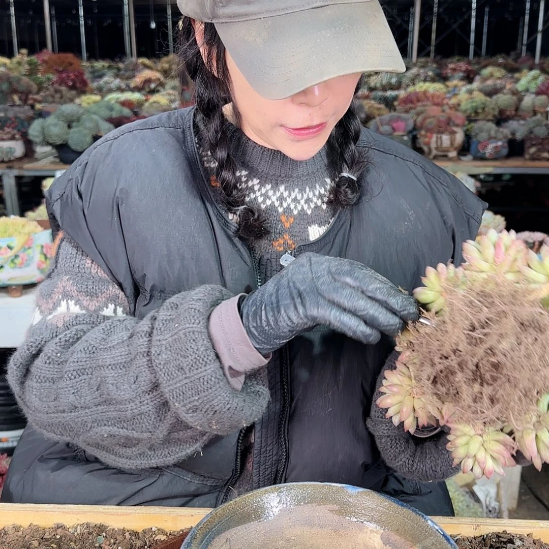 紫*晶紫水晶。盆148       盆