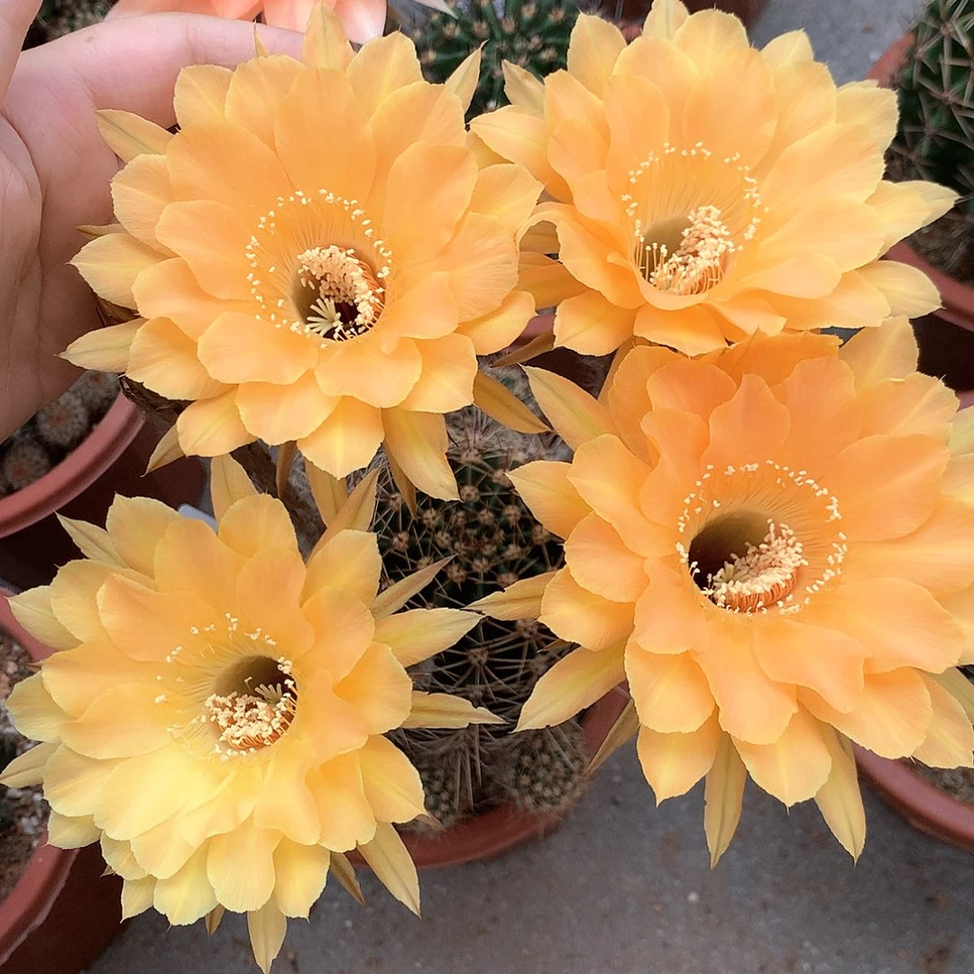 实生彩草1788 15公分杯浓香