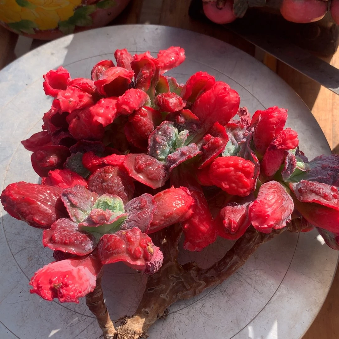 男爵缀啊啊啊啊啊