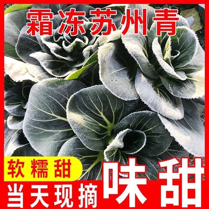 【火锅食材】苏北东台霜打霜冻青菜软糯香甜现摘现发
