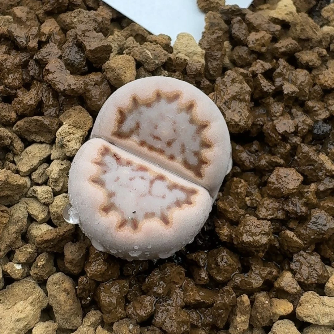 95多肉哈哈哈哈哈哈