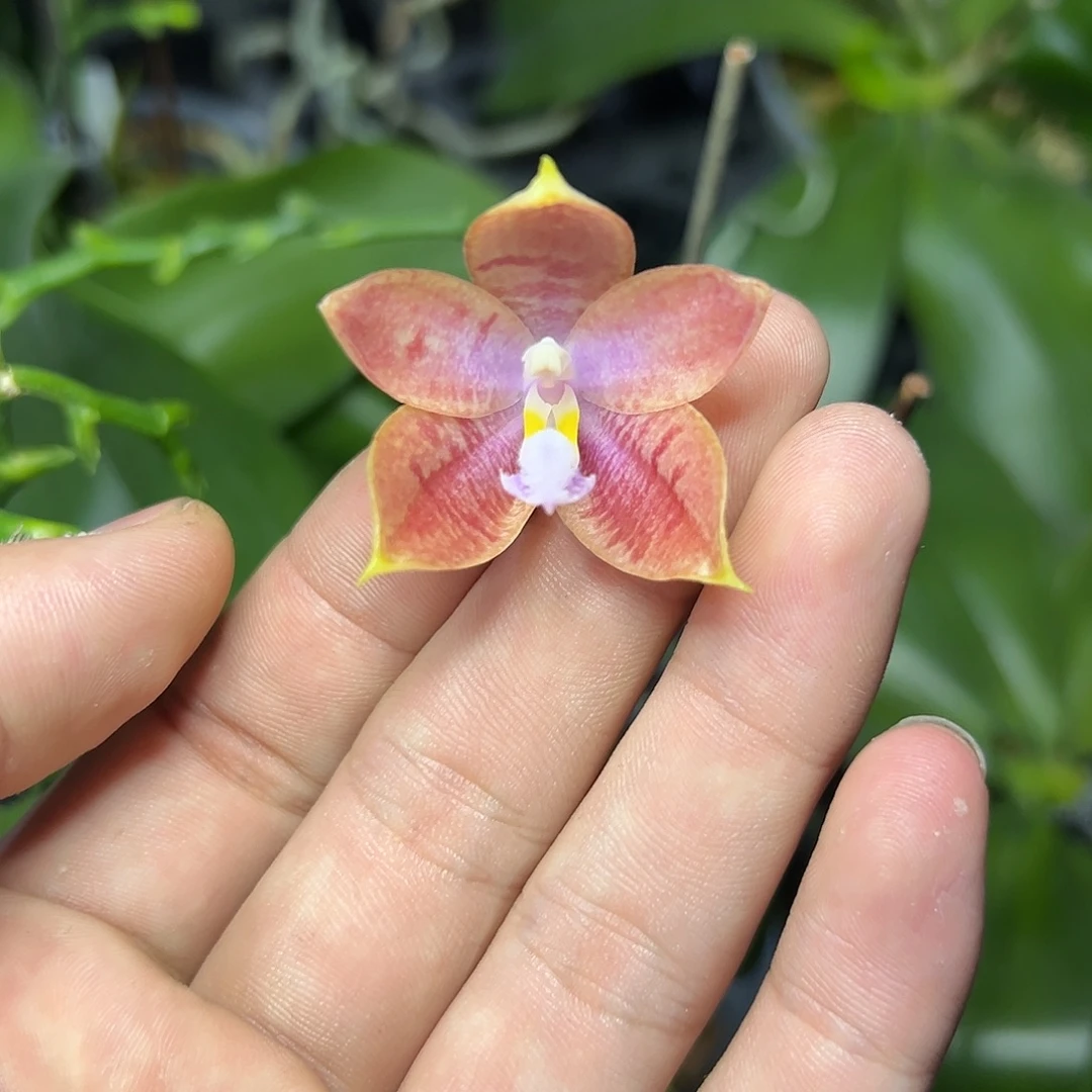 完全开放l207三寸盈收三号