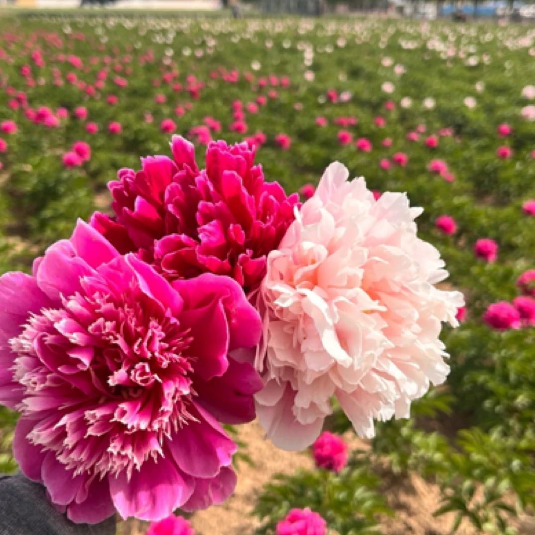 直播间现货精品重瓣芍药 菏泽基地对版直发 5芽以上