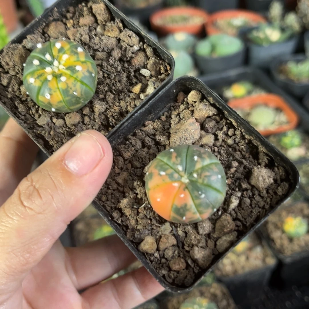 两颗仙人球一物一拍实生2