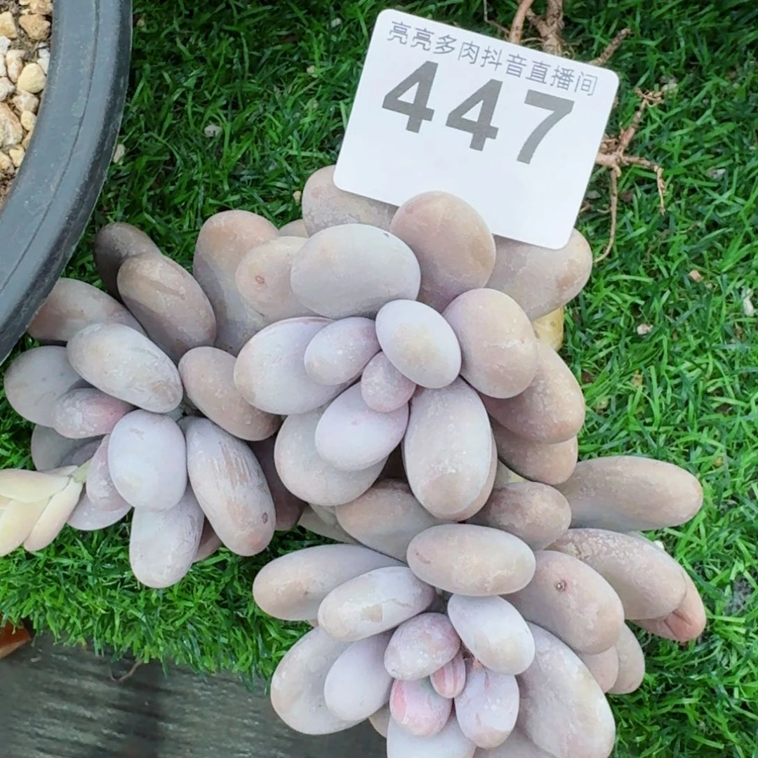 两***喵专拍         精品多肉