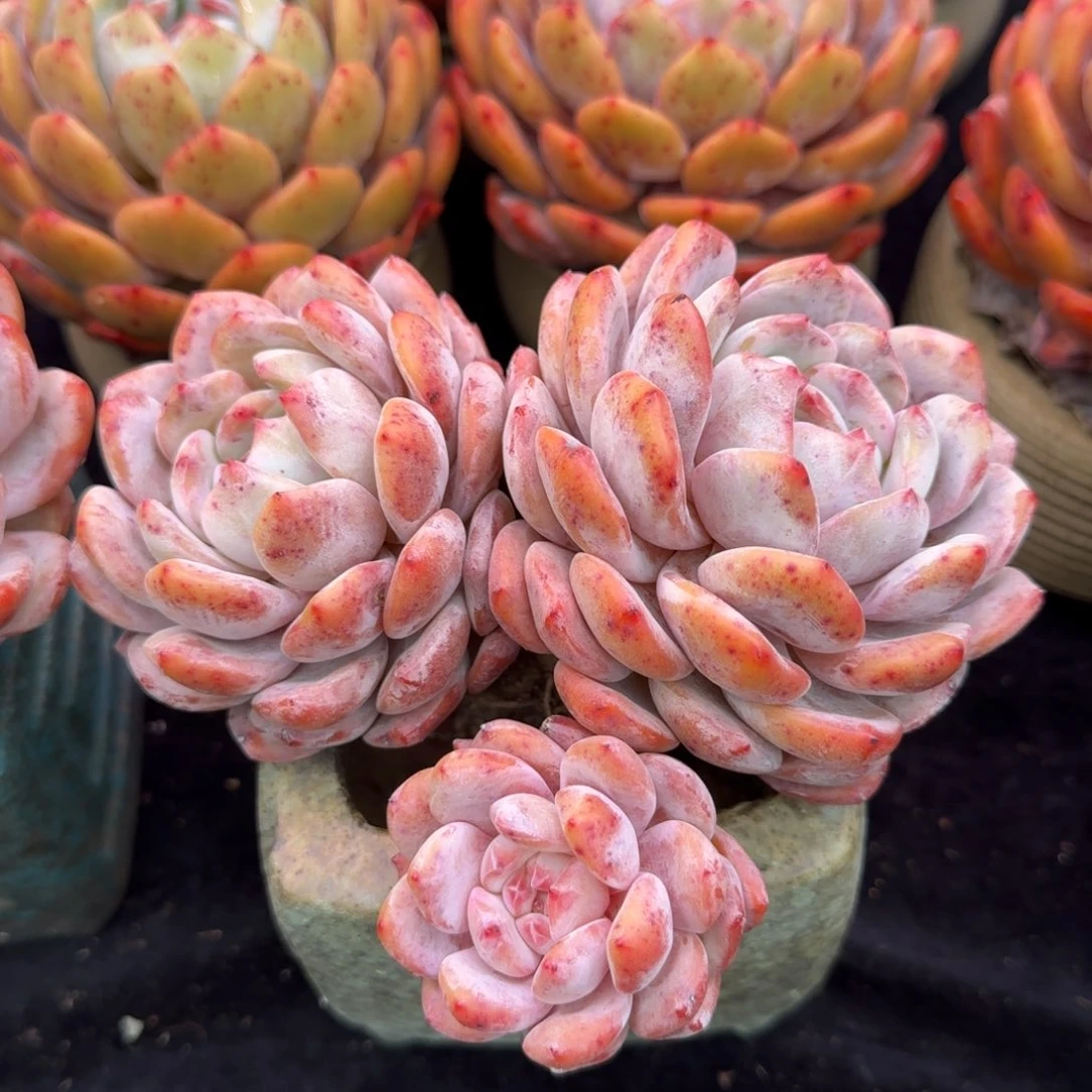 精控三头，雪天使状态