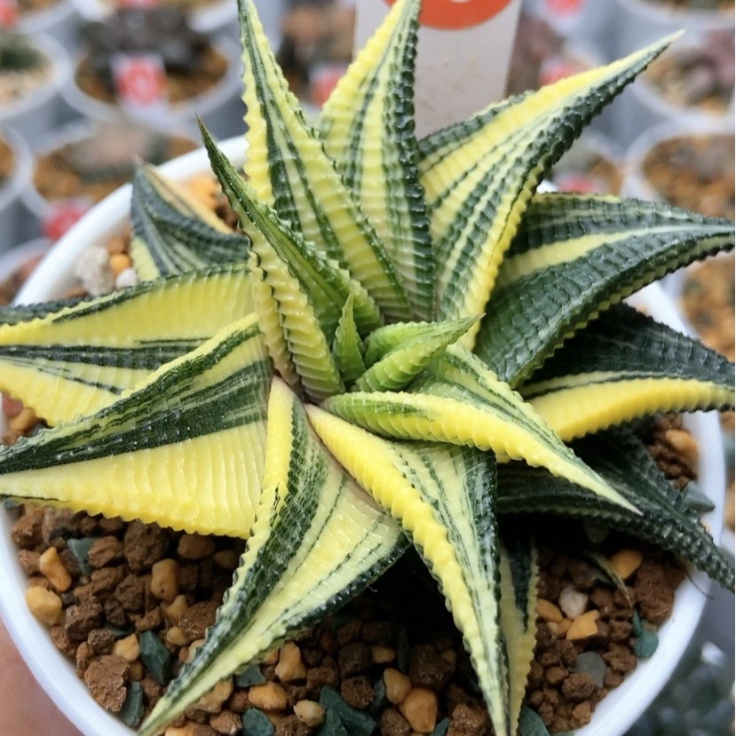 【闪购商品】琉璃殿48