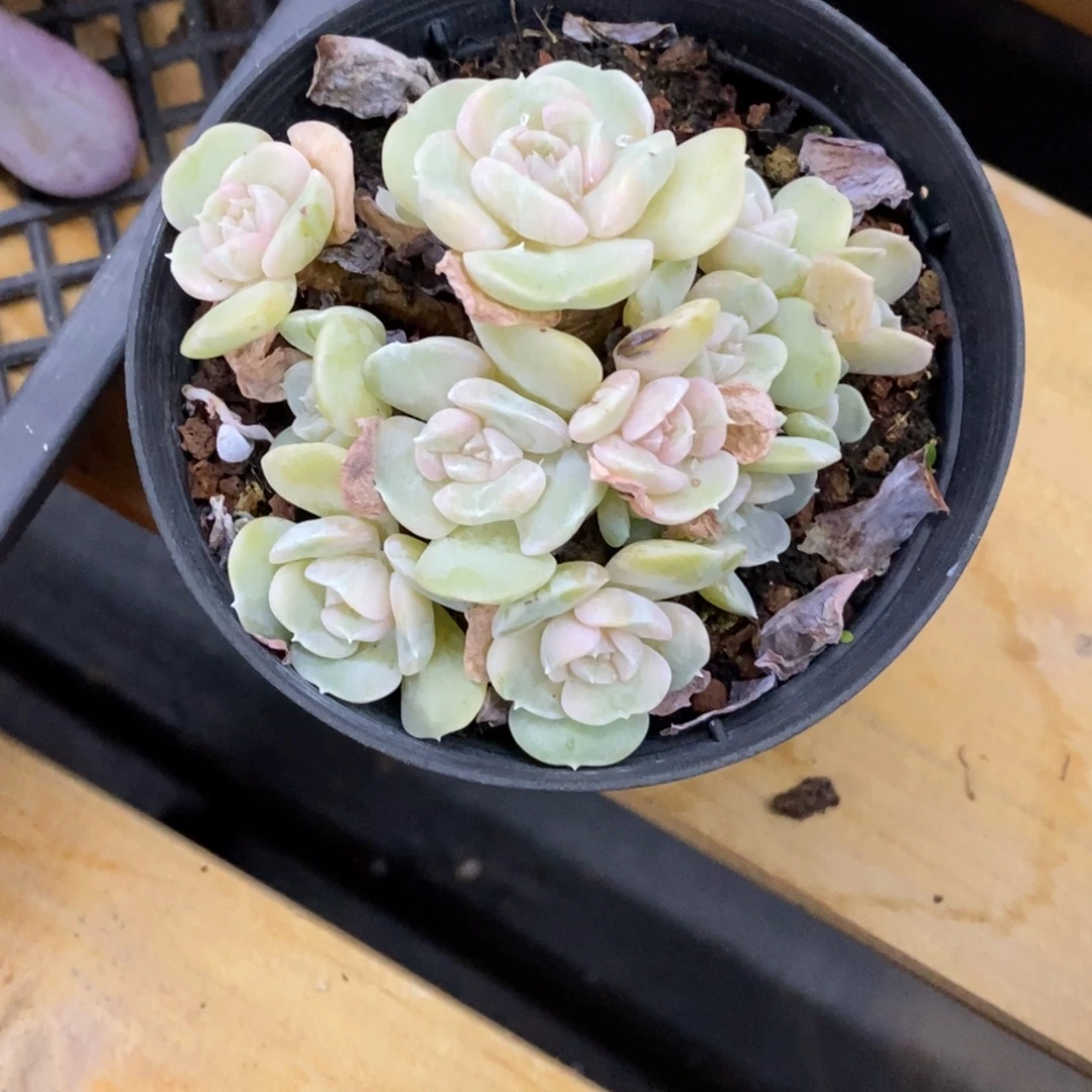 精品多肉一物一拍不包整296